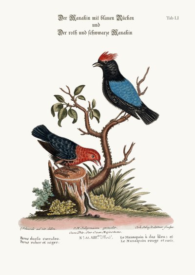 The Blue-backed Manakin, and the Red and Black Manakin by George Edwards